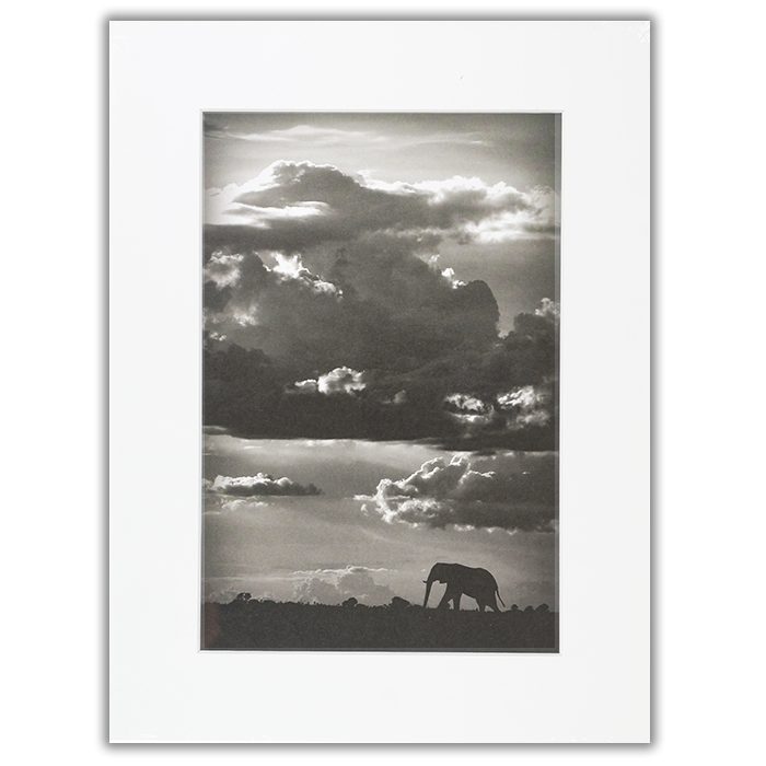 He walks under an African sky Fotograf: WildPhotoArt Ett foto av en elefant i siluett i nederkant av bilden. Ovanför en himmel med moln.