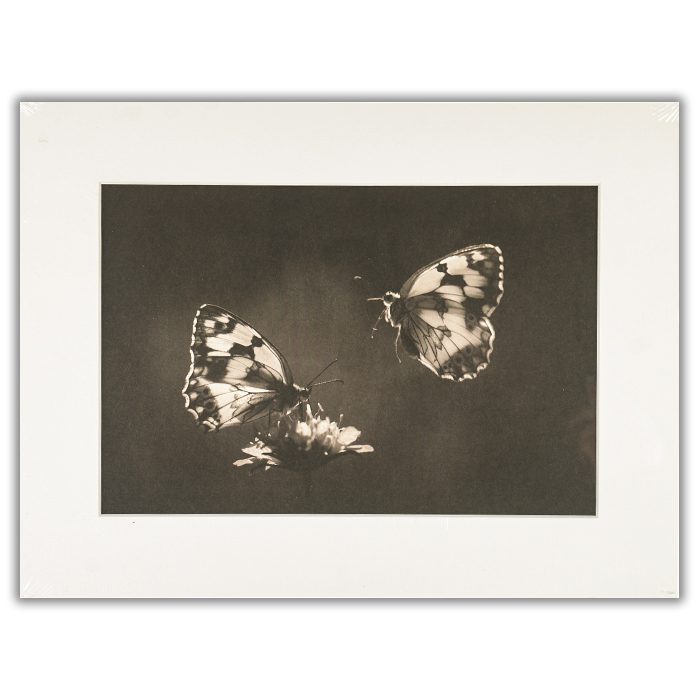 Medioluto norteña Fotograf: Jimmy Hoffman. Svartvit bild av två fjärilar och en blomma