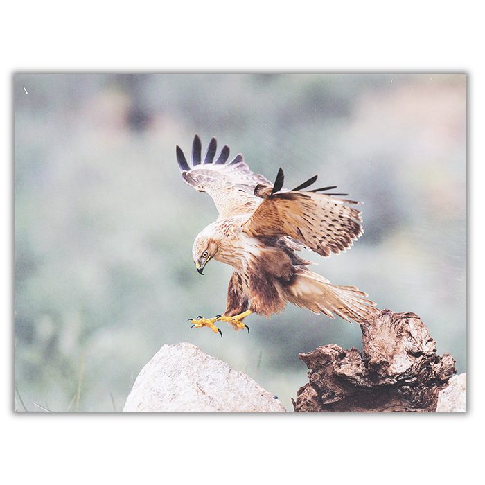 Eagle Fotograf: E. Amer Foto av en örn som precis landar på en sten mot en grönaktig bakgrund