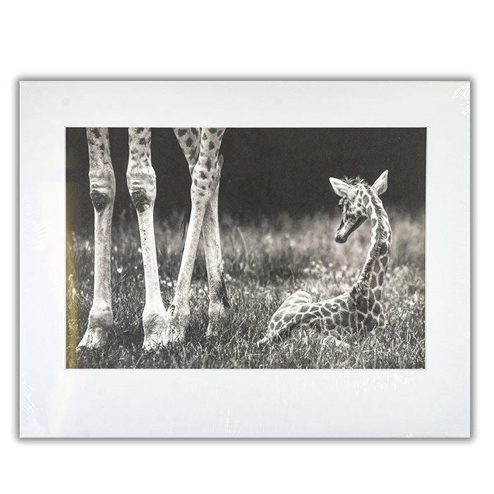 well protected Fotograf: Andreas Feldtkeller Svart vit bild av en giraffunge som ligger i gräset. Bredvid ser man endast benen av mamman