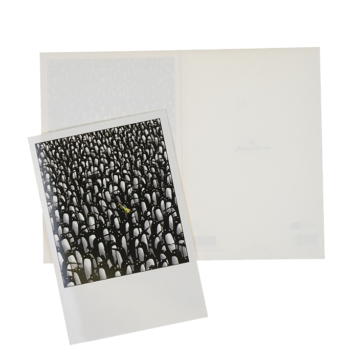 Dubbelt kort Pingviner