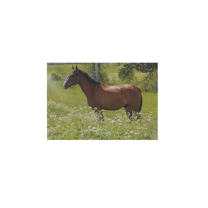 Vykort Häst på äng
