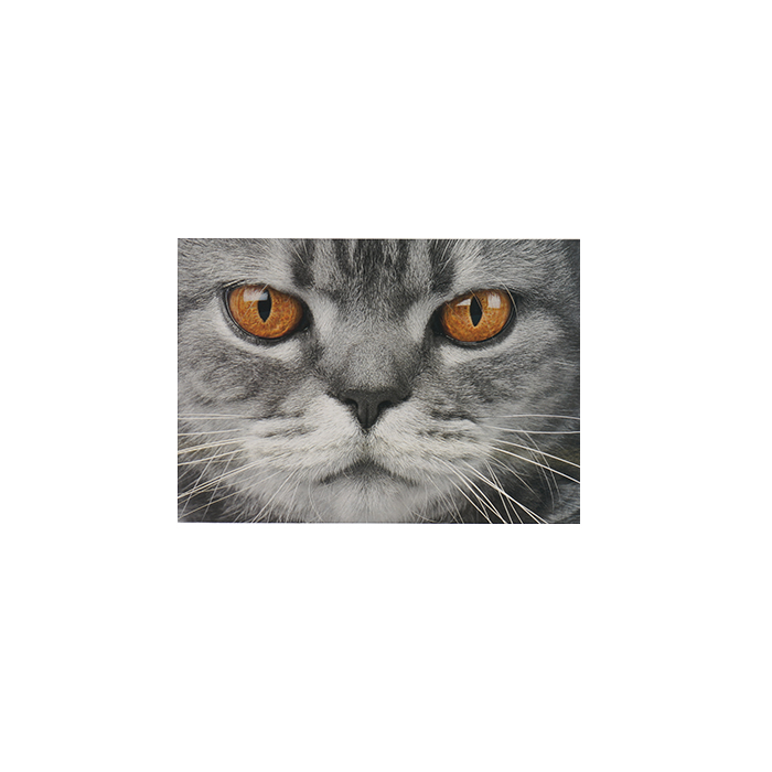 Vykort närbild katt