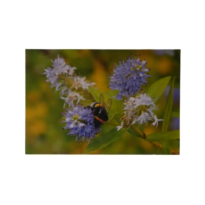 Vykort Förgätmigej