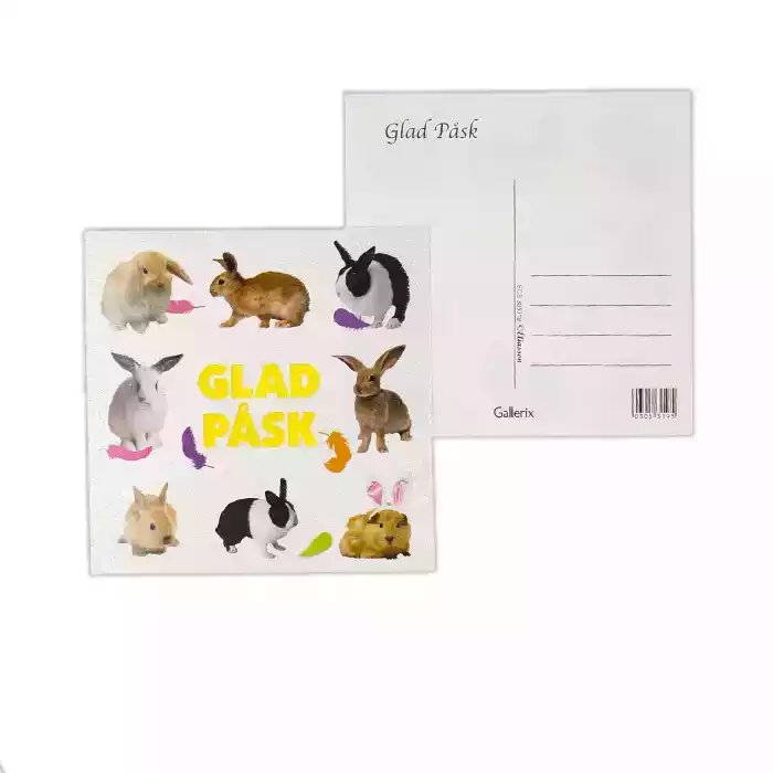 Fina kaniner. Den vita bakgrunden är glittrig.